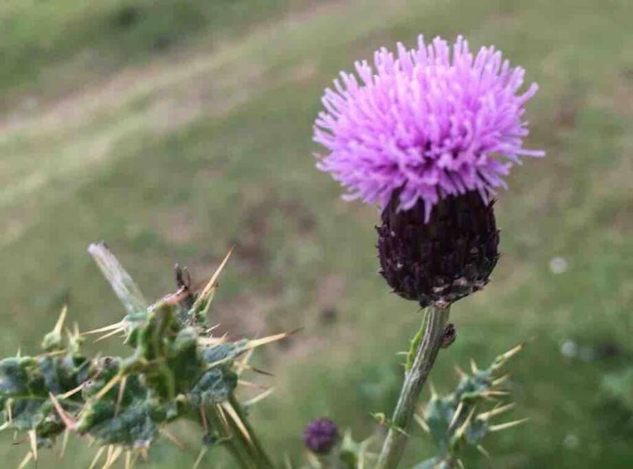 فيلا Cragside كالالندر المظهر الخارجي الصورة